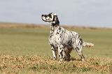 SETTER ANGLAIS 179